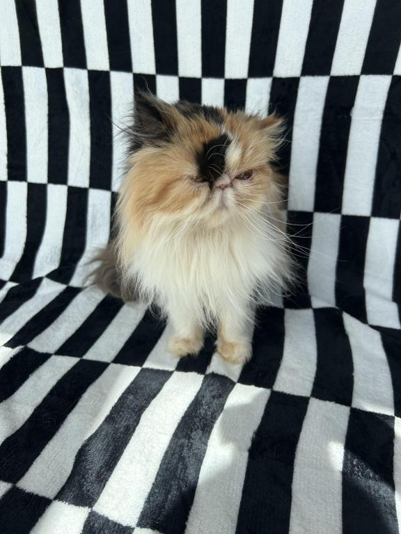 Patches photo 6