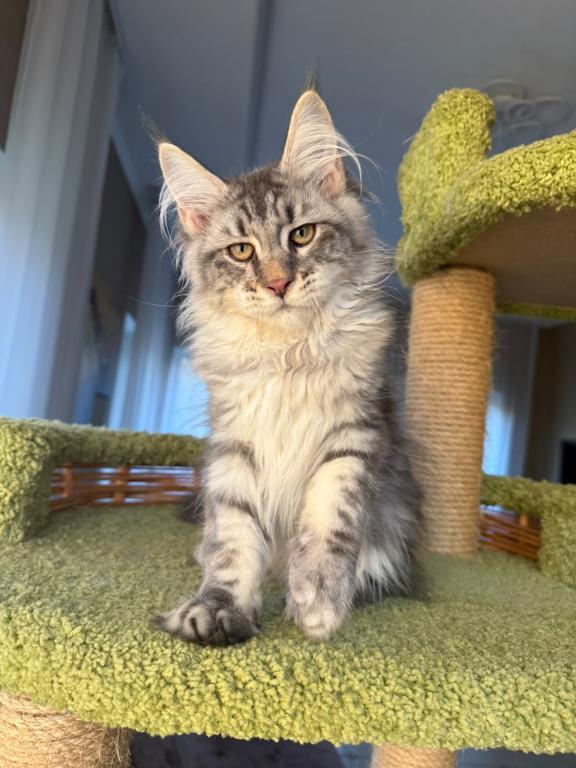 Felix photo 4