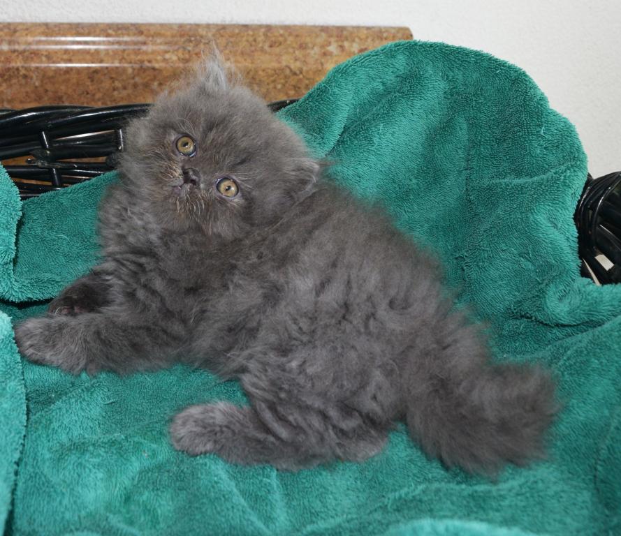 Persian Jewel 3 photo 1