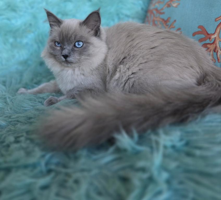 Luna Purebred Ragdoll Registration Available photo 5