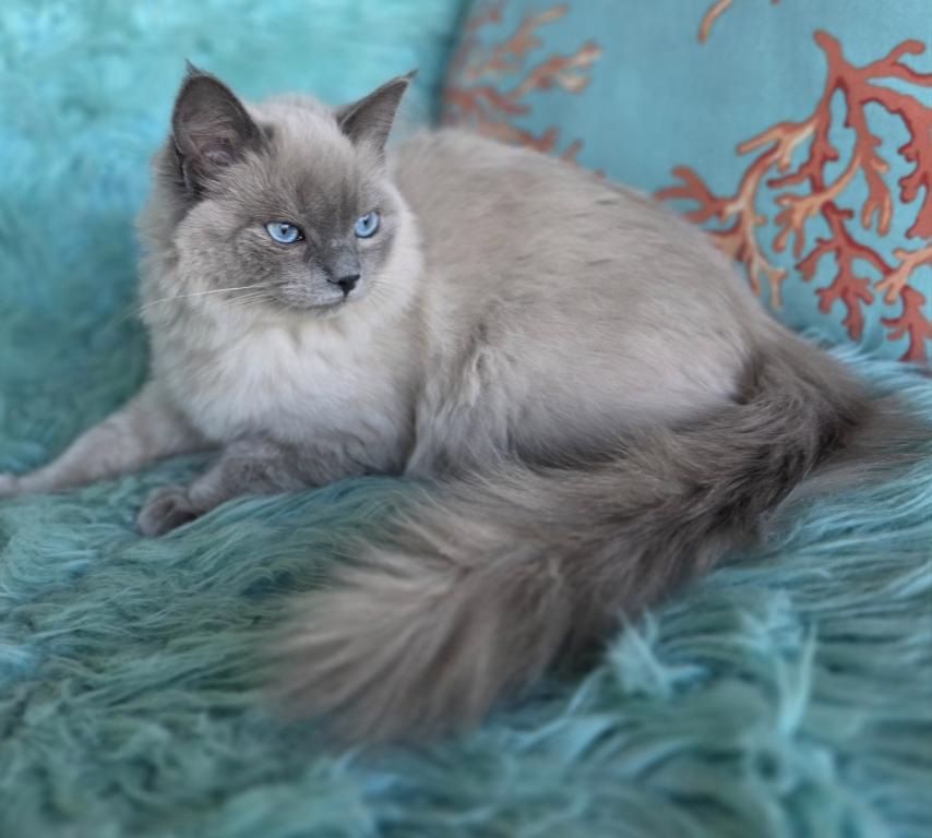 Luna Purebred Ragdoll Registration Available photo 3