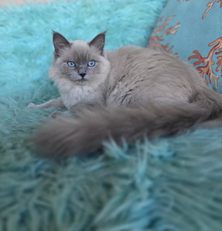 Luna Purebred Ragdoll Registration Available photo 2