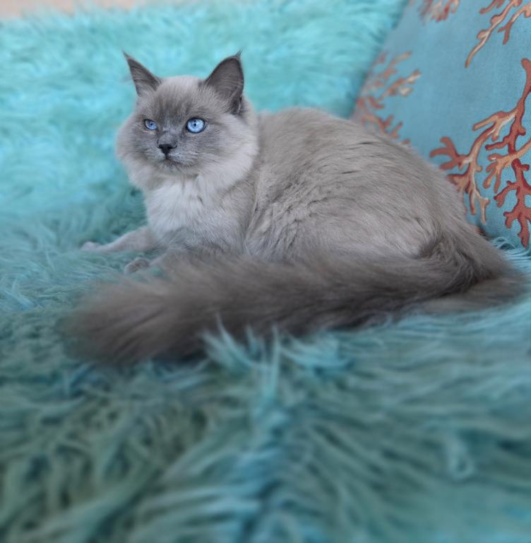 Luna Purebred Ragdoll Registration Available photo 6