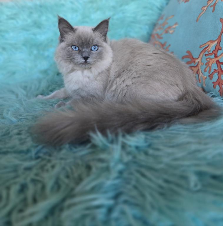 Luna Purebred Ragdoll Registration Available photo 7