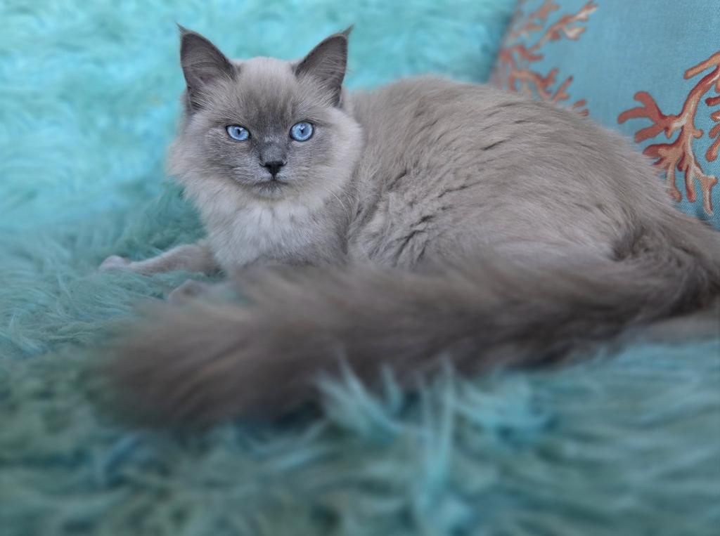 Luna Purebred Ragdoll Registration Available photo 1