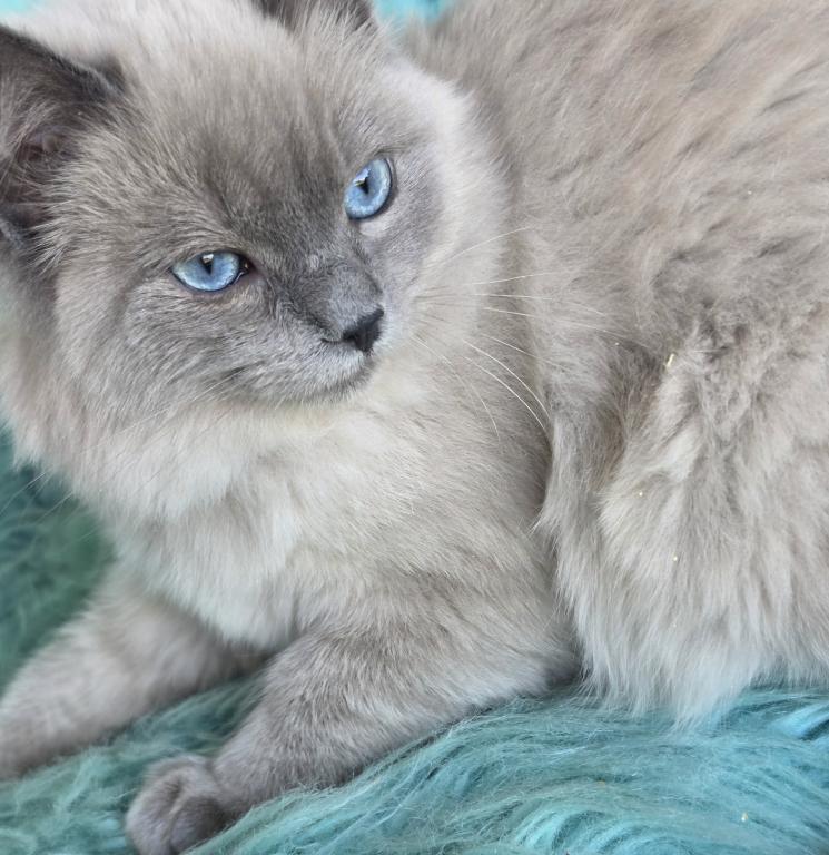 Luna Purebred Ragdoll Registration Available photo 4
