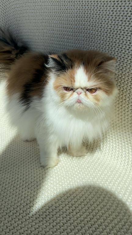 Sassy photo 7