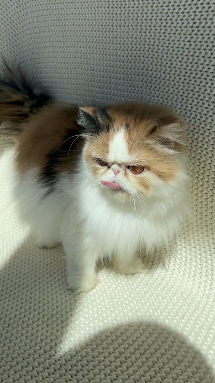 Sassy photo 1