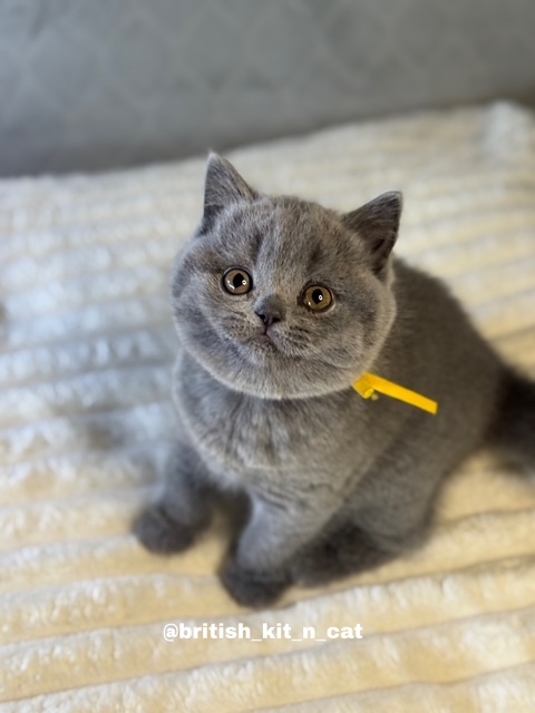 British Shorthair Blue Female BRITISHKITNCAT photo 1