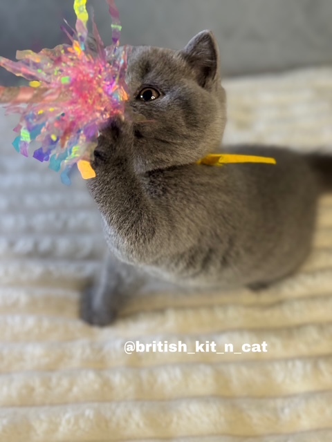 British Shorthair Blue Female BRITISHKITNCAT photo 4