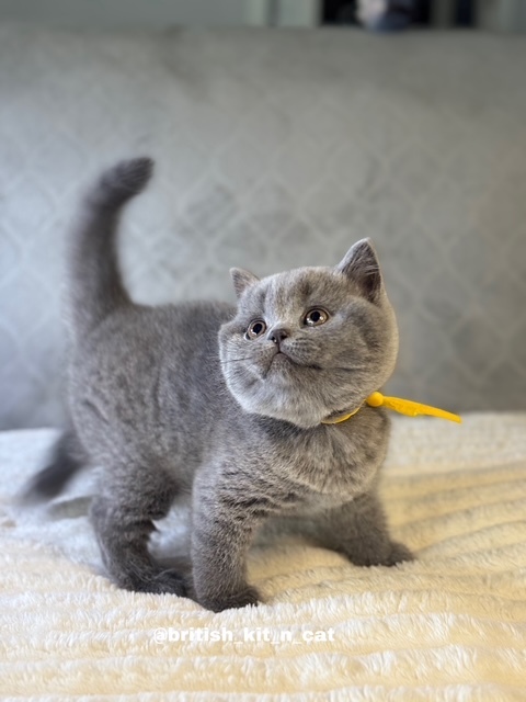 British Shorthair Blue Female BRITISHKITNCAT photo 3