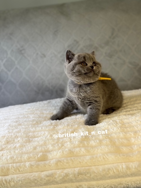 British Shorthair Blue Female BRITISHKITNCAT photo 2