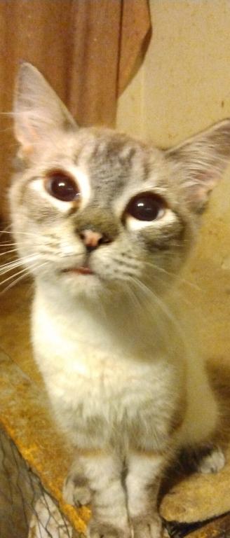 SIAMESE GIRL photo 1
