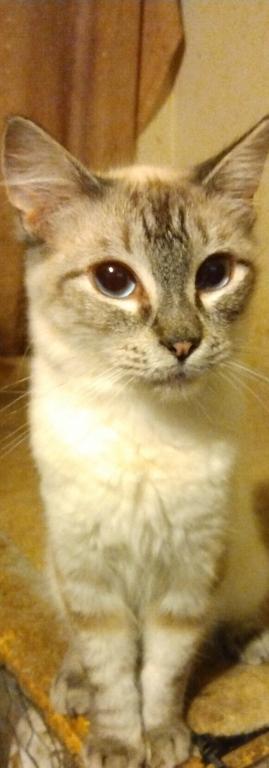SIAMESE GIRL photo 2