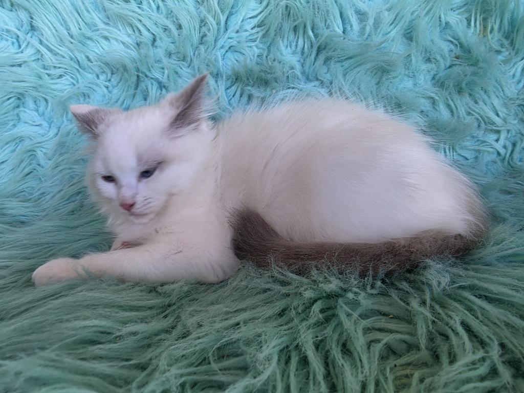 Daisy Full Breed Ragdoll photo 3