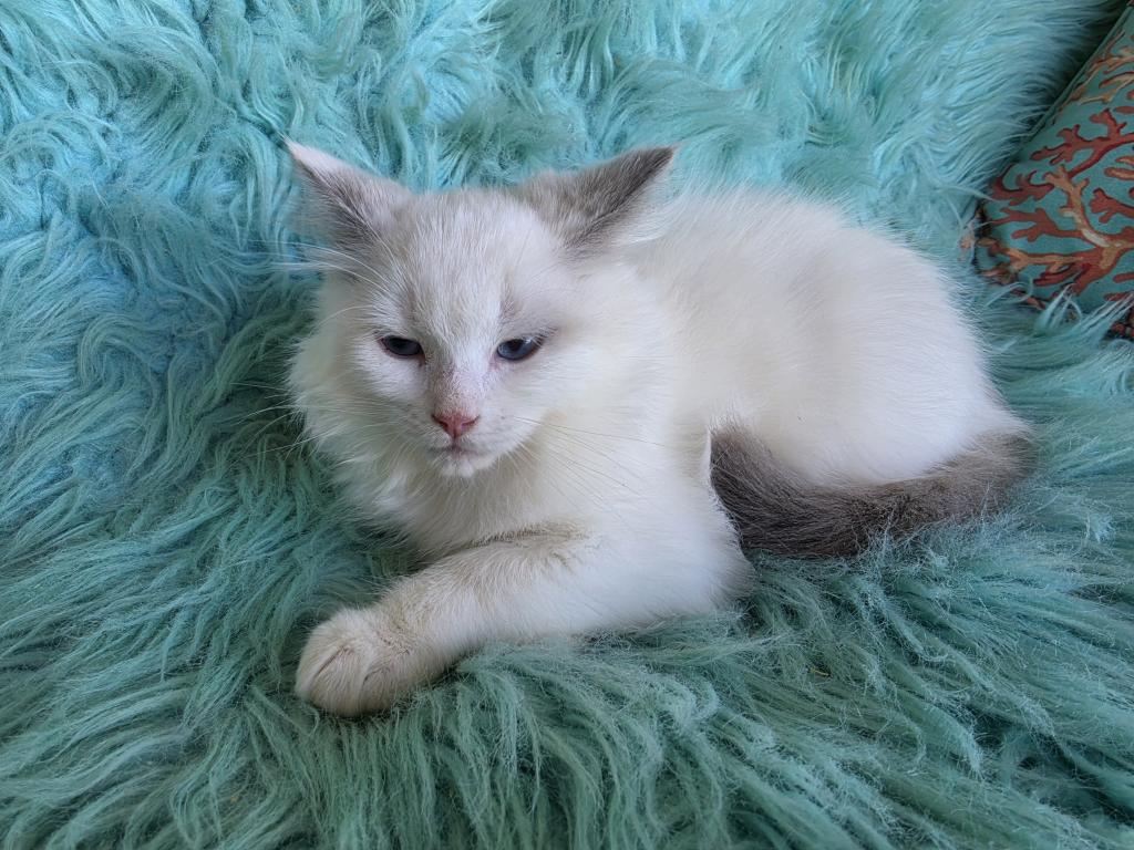 Daisy Full Breed Ragdoll photo 4