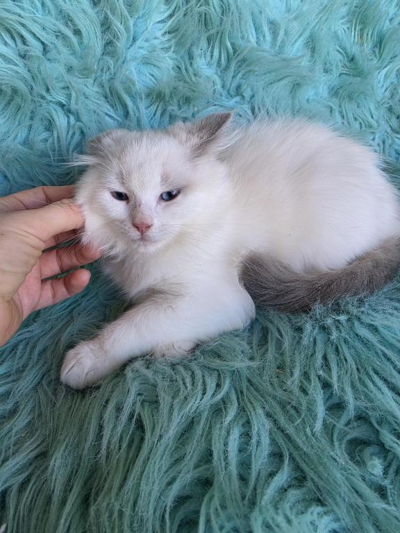 Daisy Full Breed Ragdoll photo 1