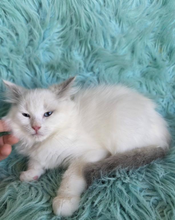 Daisy Full Breed Ragdoll photo 2