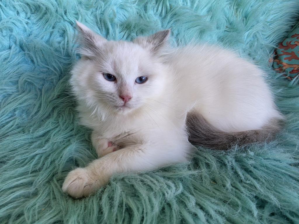 Daisy Full Breed Ragdoll photo 5