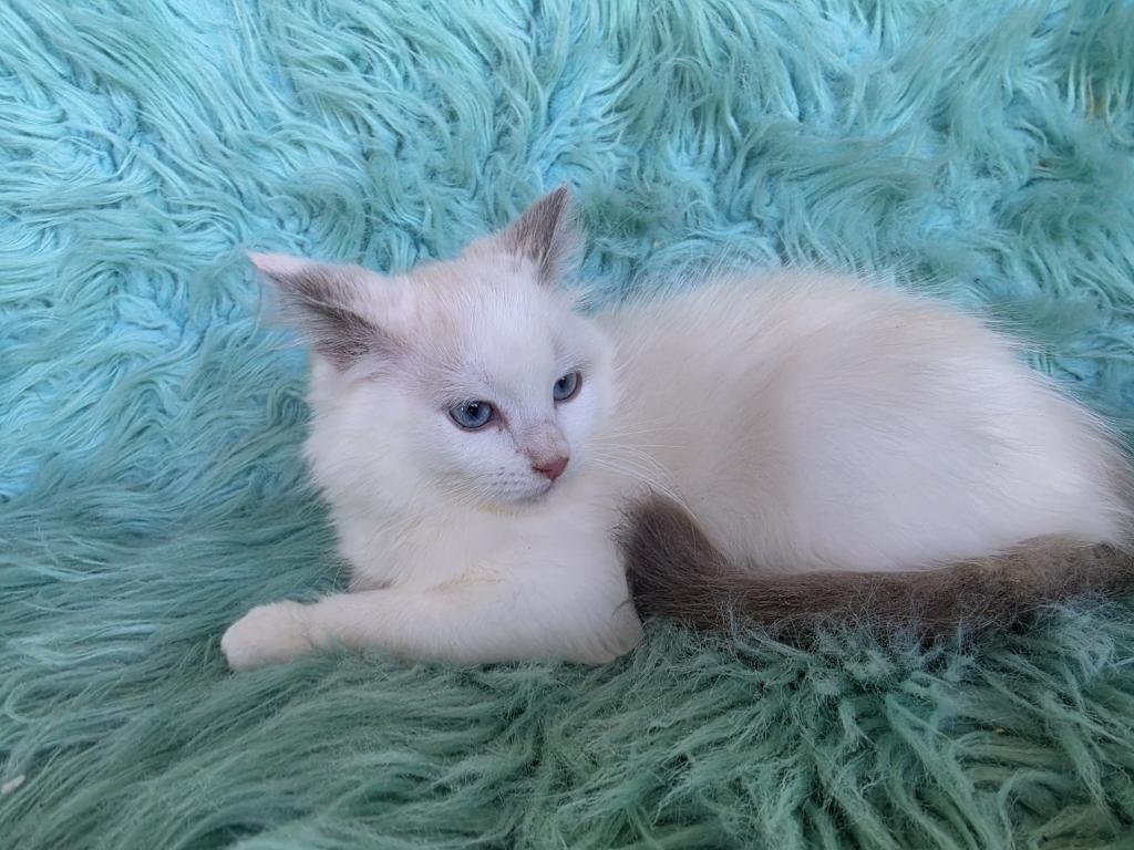 Daisy Full Breed Ragdoll photo 6
