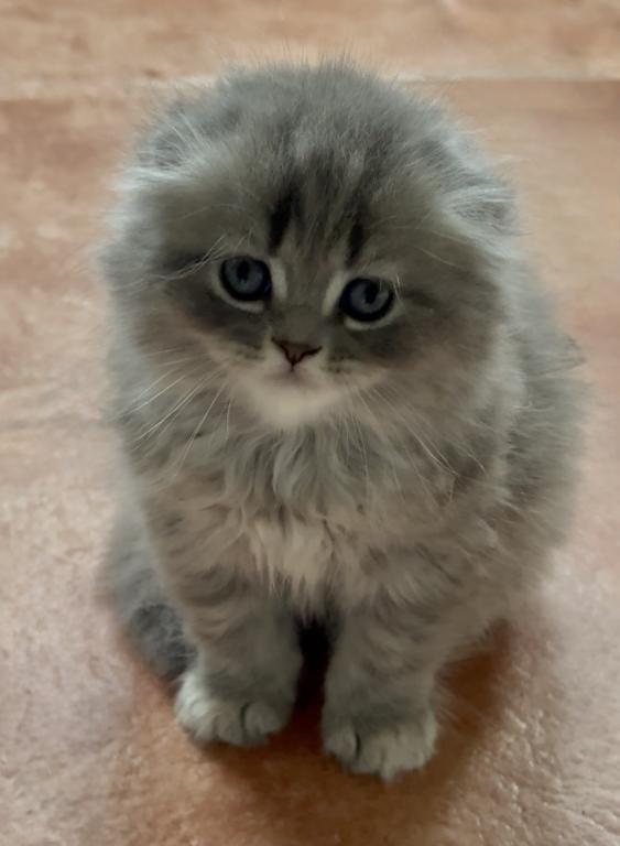 Scottish Fold Male photo 2