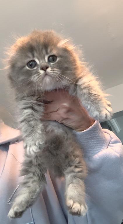 Scottish Fold Male photo 1
