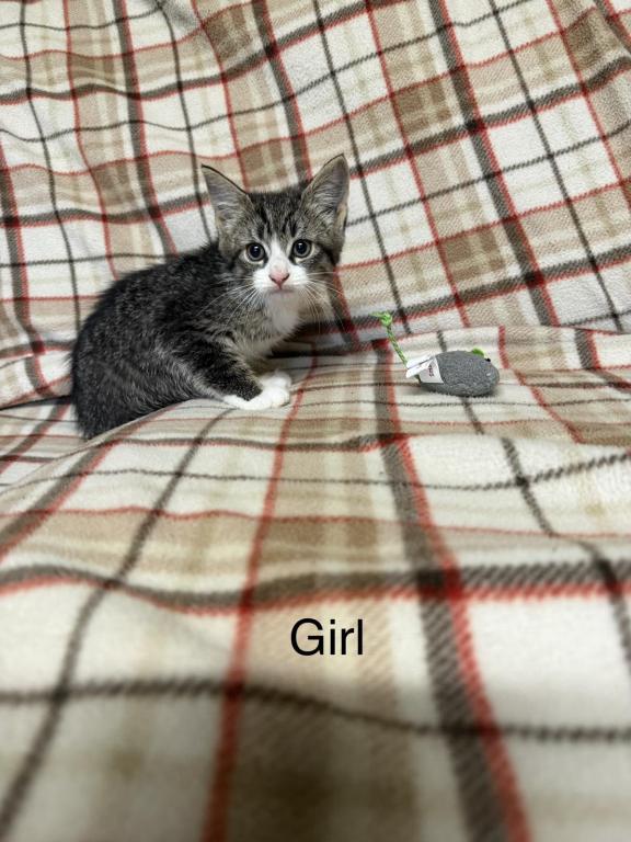 Female Kitten Calico Kitten