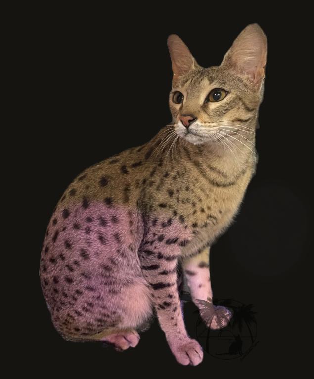 Savannah Intact Female photo 1