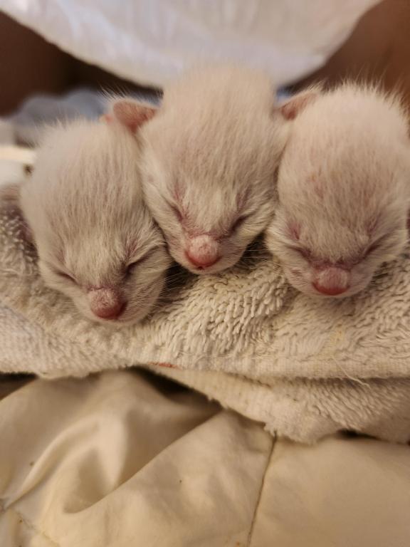 Siamese Kittens