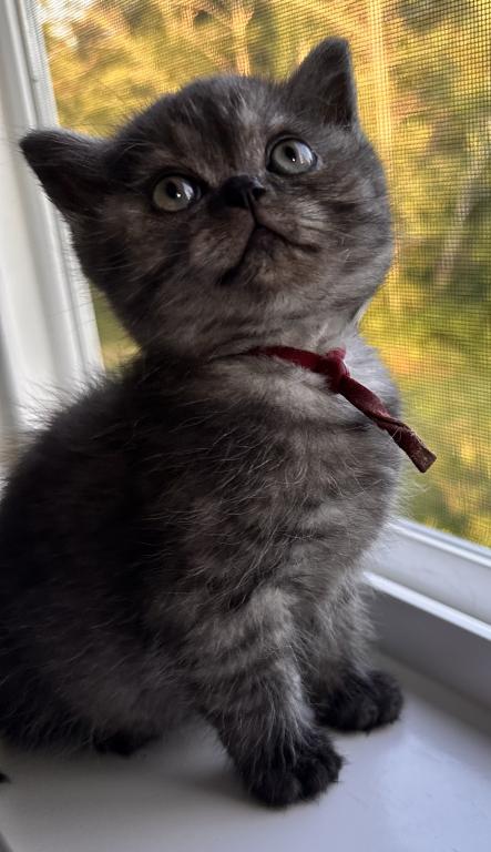 Whiskers Kittens photo 19