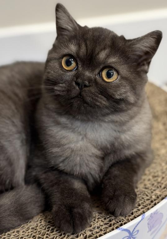 Whiskers Kittens photo 4