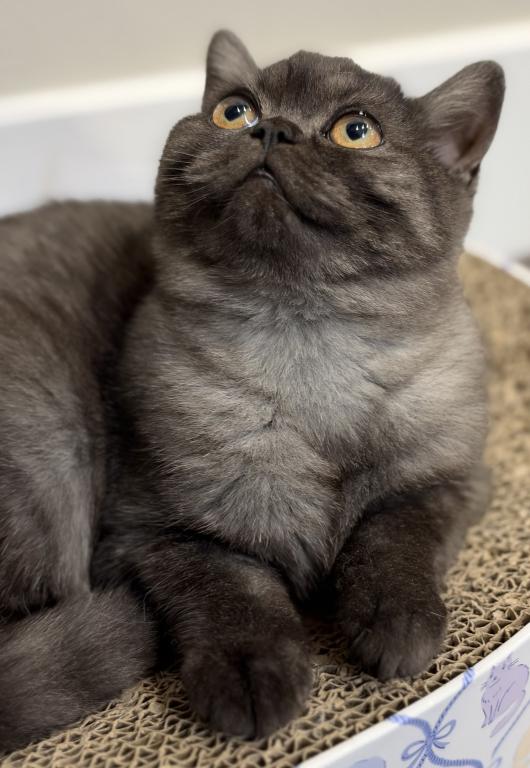 Whiskers Kittens photo 11