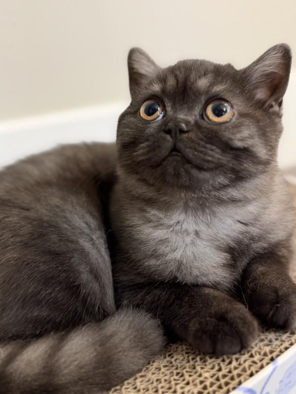 Whiskers Kittens photo 12