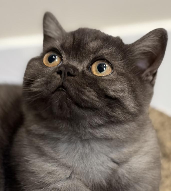 Whiskers Kittens photo 1