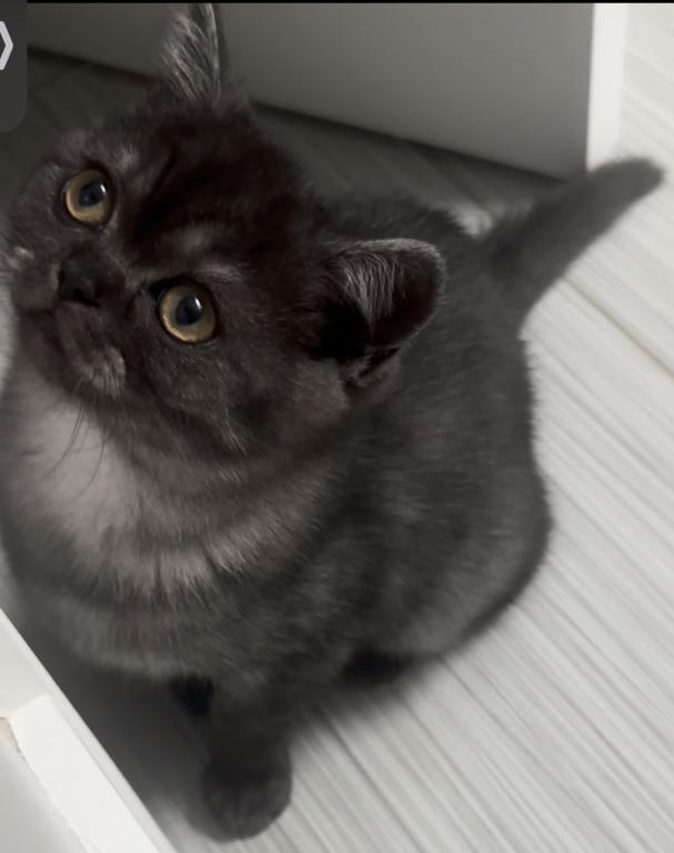 Whiskers Kittens photo 15