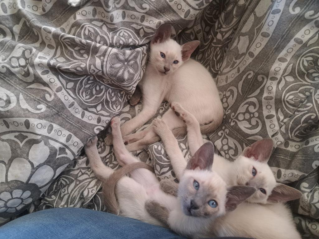 Siamese Kittens Before Christmas photo 3