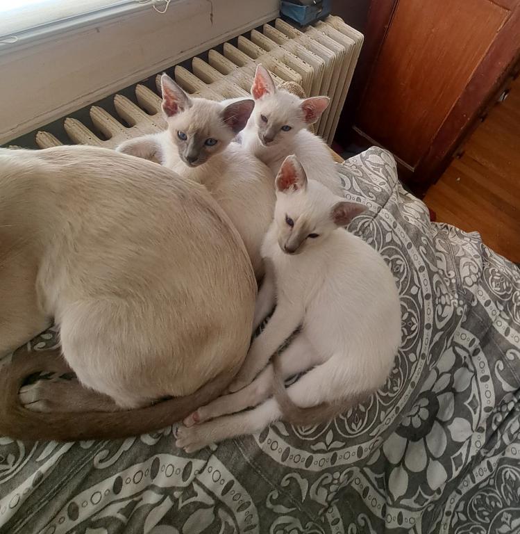 Siamese Kittens Before Christmas photo 1