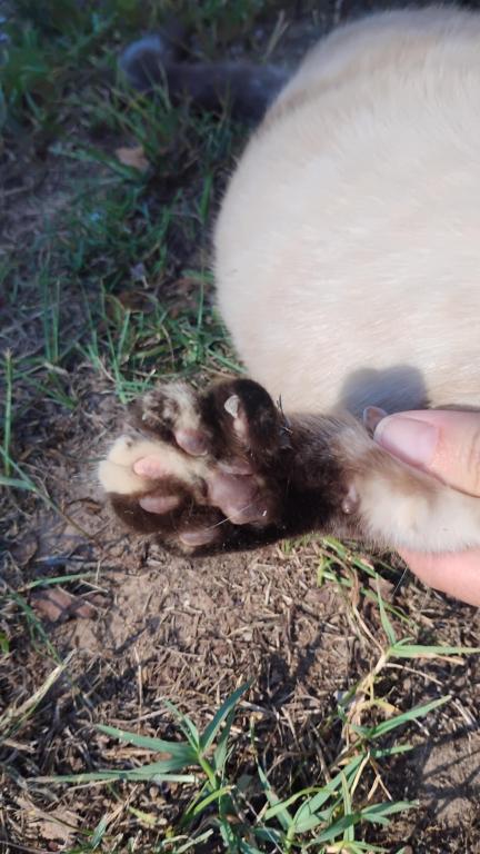 Marnie Polydactyl Siamese photo 4