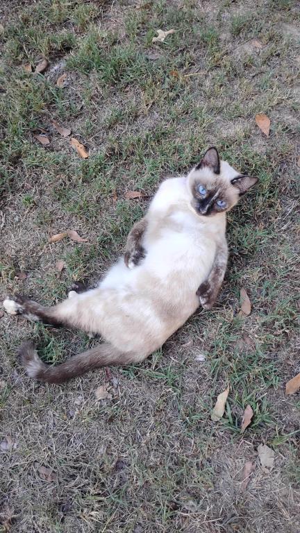 Marnie Polydactyl Siamese photo 1