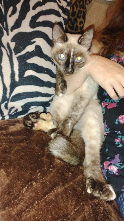 Marnie Polydactyl Siamese photo 2