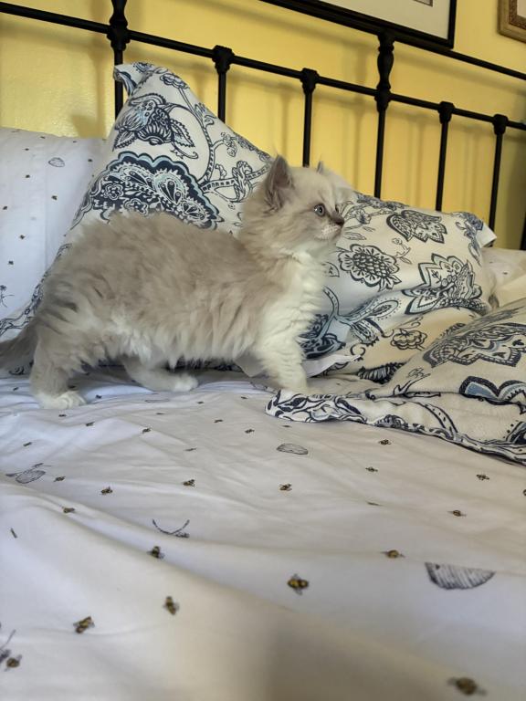 Female Blue Bi Color Ragdoll