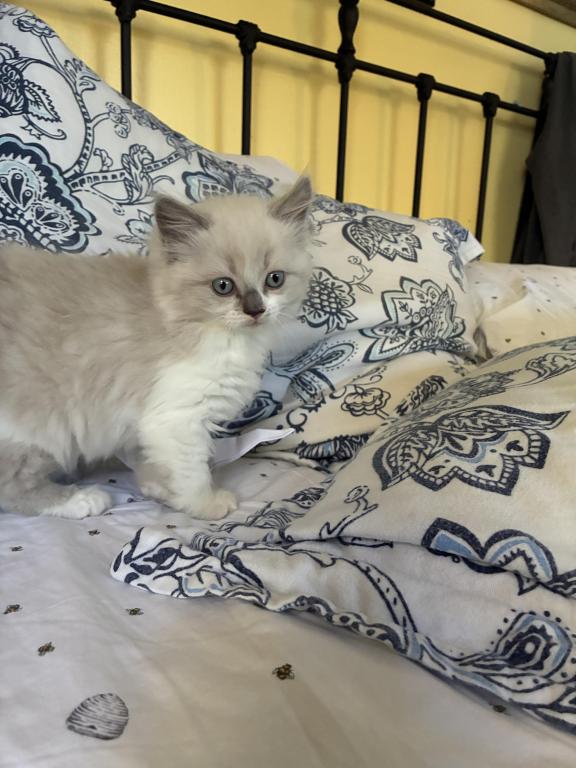 Female Blue Bi Color Ragdoll photo 2