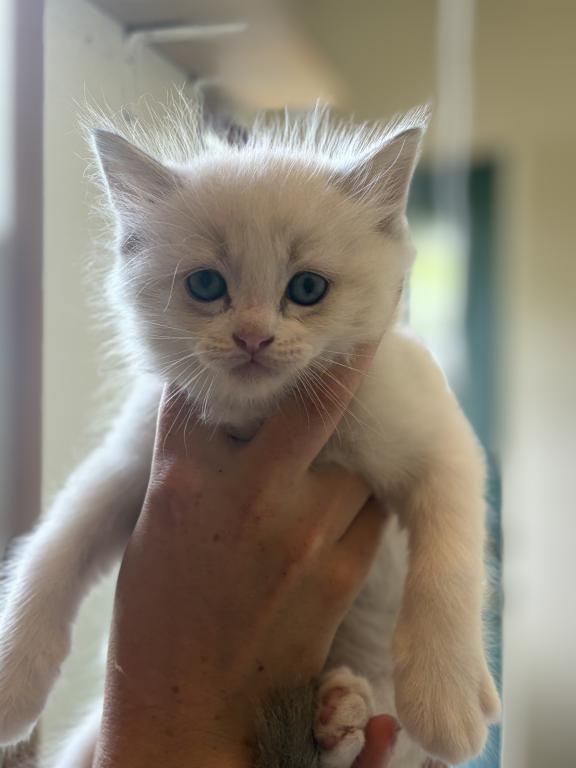 Bella And Jewl Litter photo 4