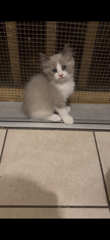 Bella And Jewl Litter photo 2