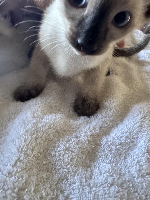 COMPANION CATS photo 19