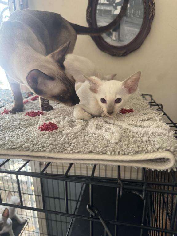 COMPANION CATS photo 9