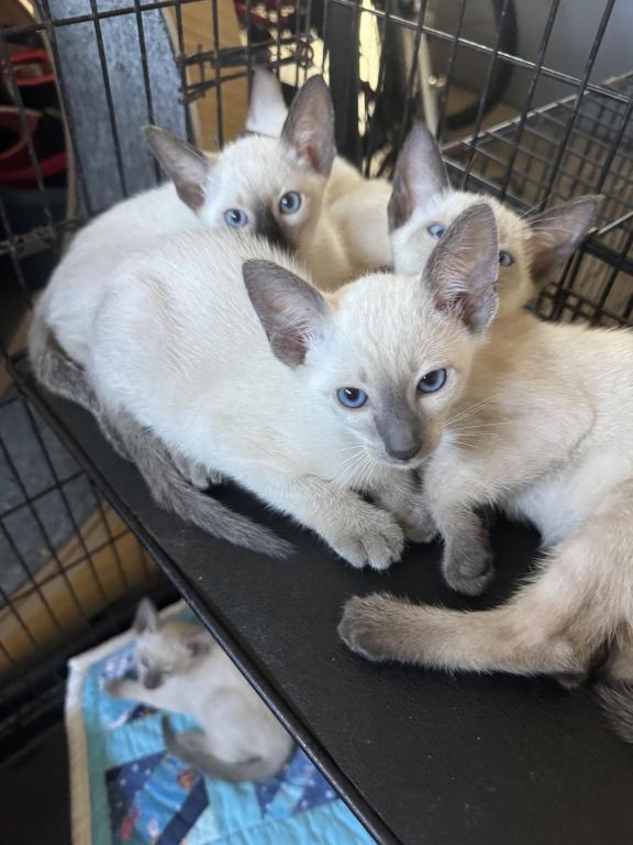 COMPANION CATS photo 24