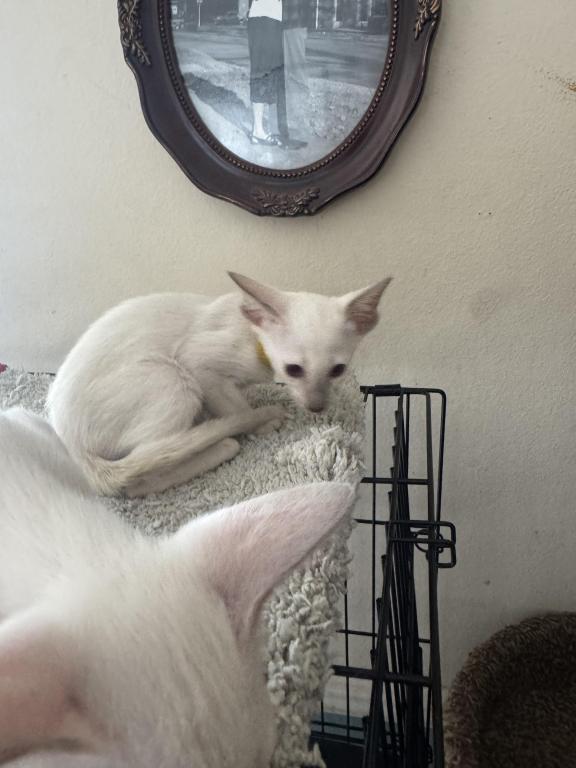 COMPANION CATS photo 8