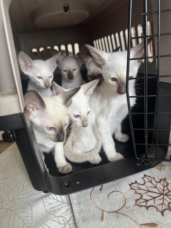 COMPANION CATS photo 7