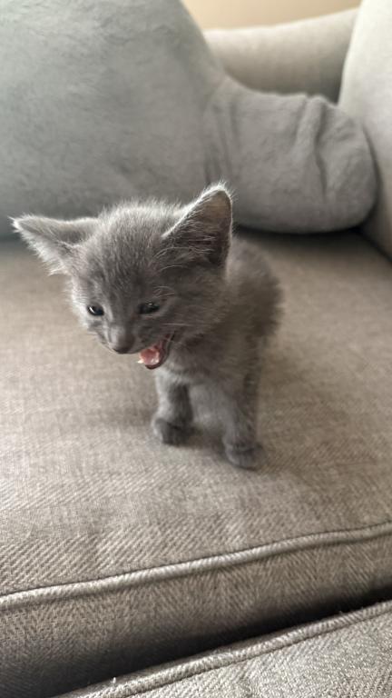 Russian Blue Kitty photo 3